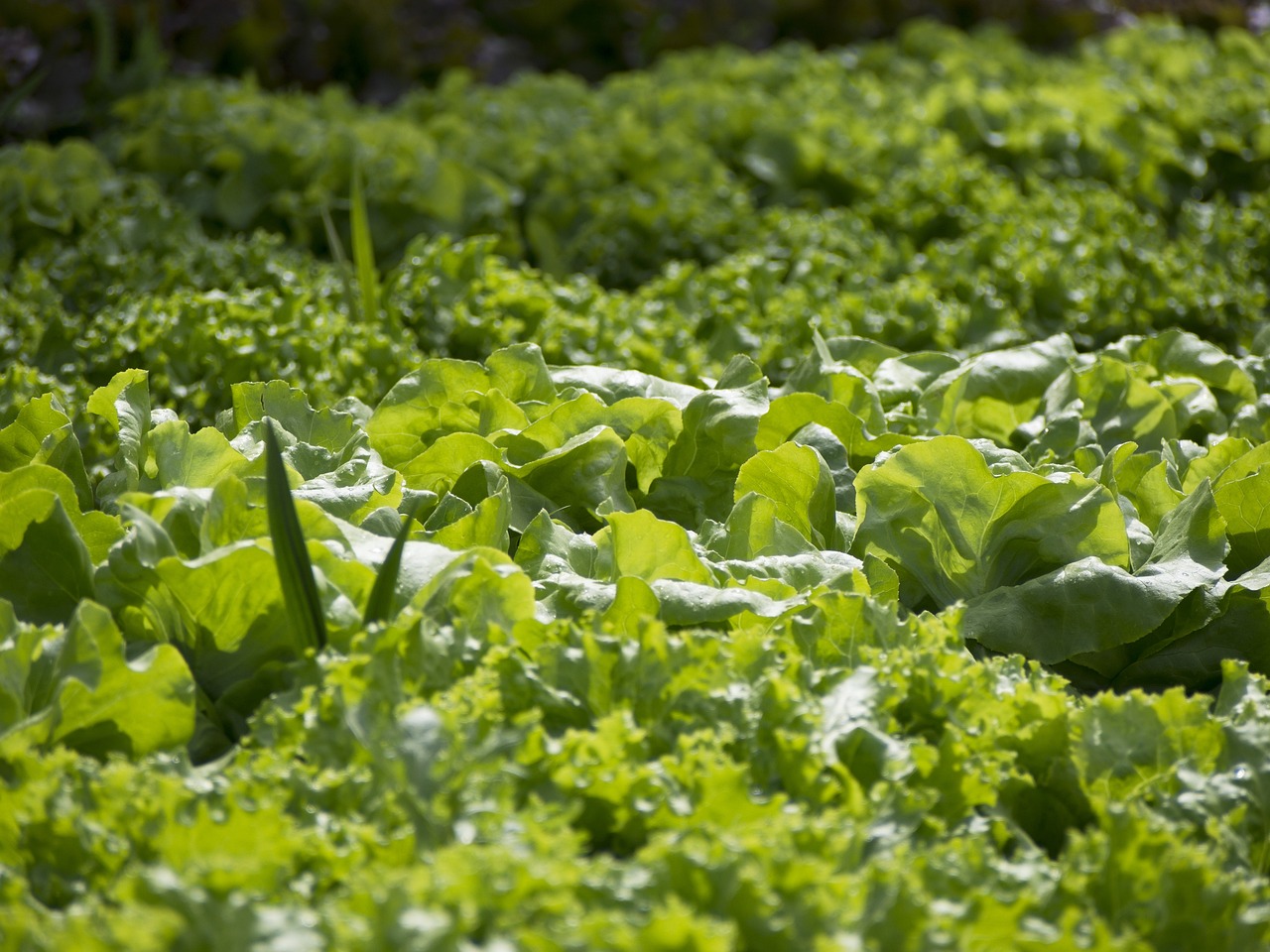 10 High-Performance Vegetables for Your Garden